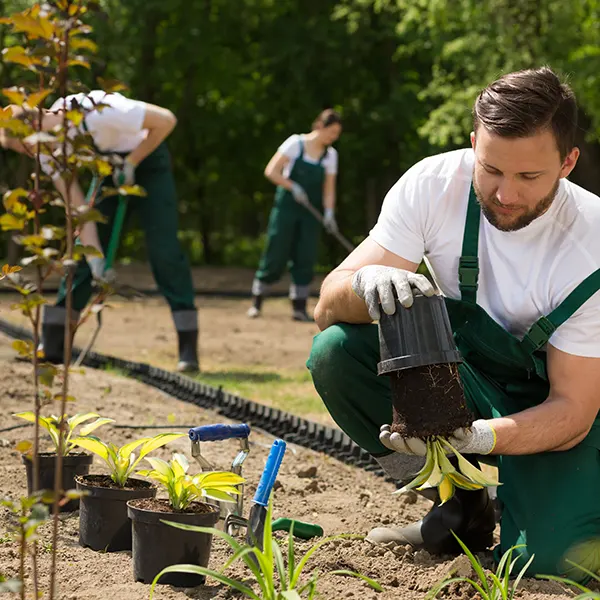 Illustration of Garden maintenance for residential buildings